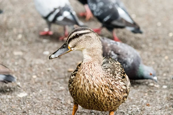 Duck with pigeons in blur background A — Stock Photo, Image