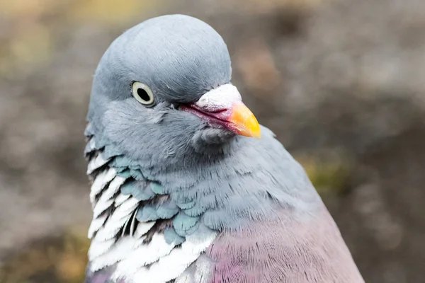 Pigeon B - головний убір — стокове фото
