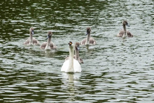 Swan med cygnets B — Stockfoto