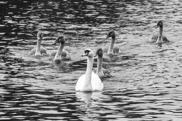 Swan med cygnets C — Stockfoto