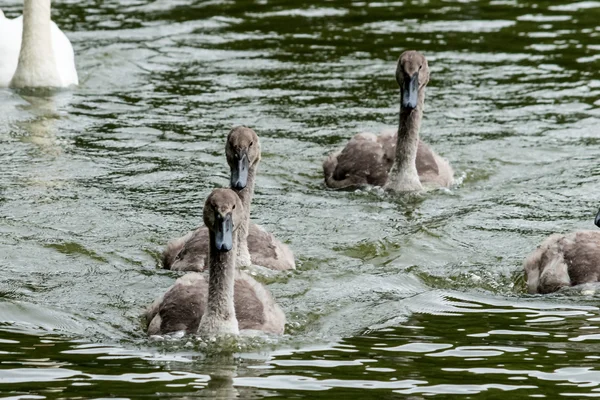 Cygnets a — 图库照片