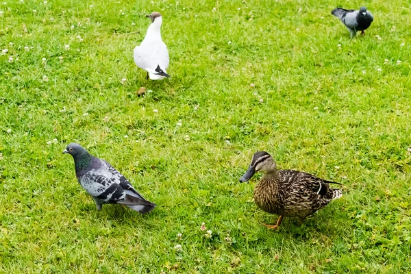 Duck with birds — Stock Photo, Image