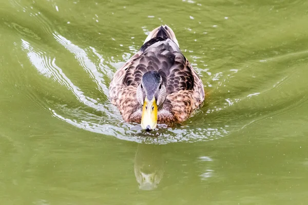 Eend in het water A — Stockfoto