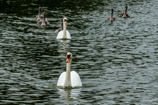 Swan родини — стокове фото