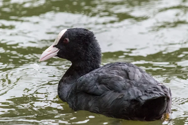 Coot A — Stock Photo, Image