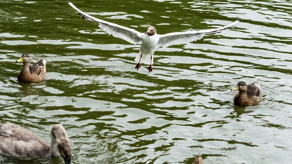 St George wildlife sommar D — Stockfoto