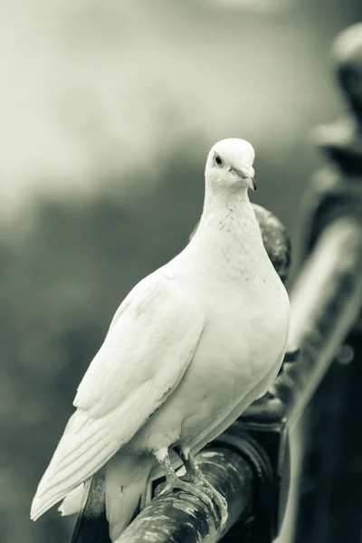 Weiße Taube auf dem Geländer b — Stockfoto