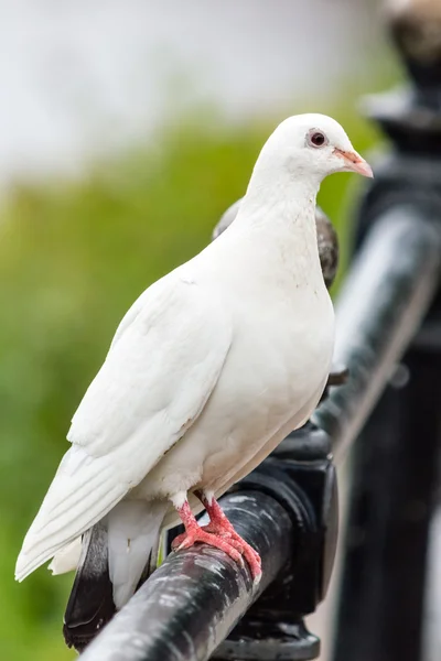 Weiße Taube auf dem Geländer — Stockfoto