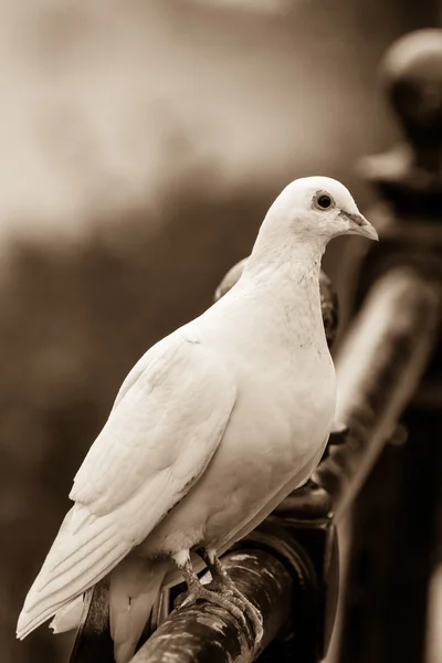 Korkuluk D üzerinde beyaz güvercin — Stok fotoğraf