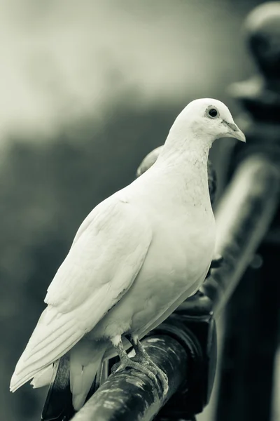 A korlát E fehér galamb — Stock Fotó