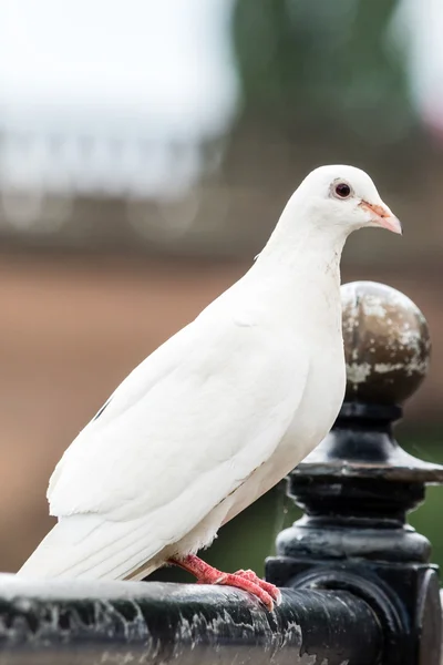 Weiße Taube auf dem Geländer g — Stockfoto