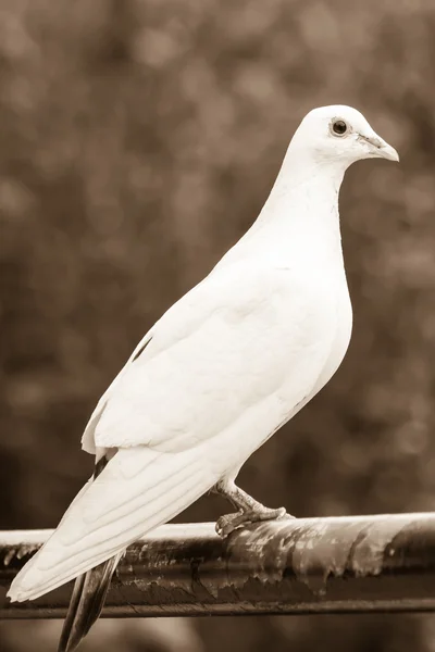 Білий голуб на перилах I — стокове фото