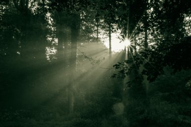 ormandaki gündoğumu