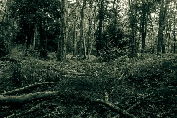 Bosque fotografía en blanco y negro — Foto de Stock