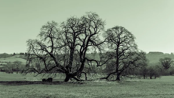Árvore nua, fotografia em preto e branco, tonificação dividida — Fotografia de Stock