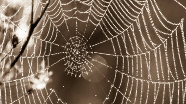 İngiltere, Greylake - 07 Ekim 2015: Çiy örümcek web, sepya tonu üzerinde