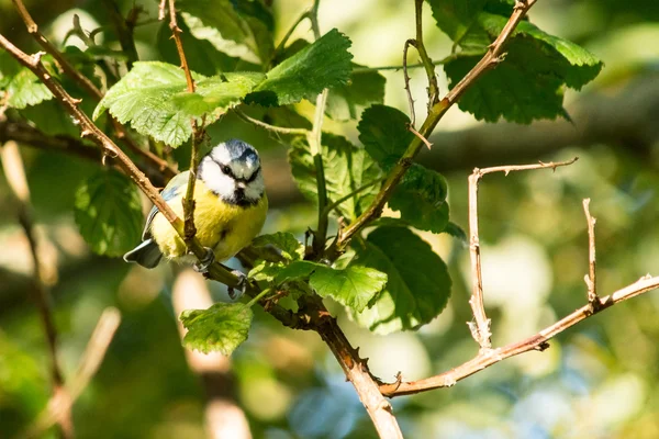 İngiltere, Greylake - 07 Ekim 2015: Mavi baştankara A — Stok fotoğraf