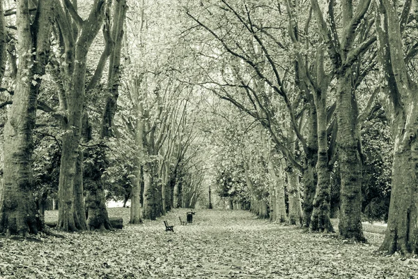 Autumn leaf avenue black and white photography — Stock Photo, Image