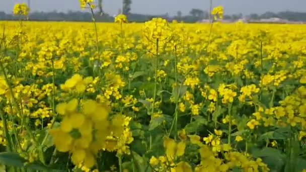 ここでは美しい明るい黄色のマスタードの花を見つけることができます どこでも使う — ストック動画