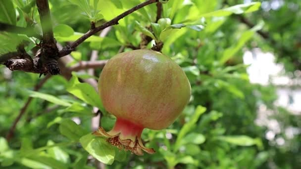 Granatapfel Obstbaum Klarem — Stockvideo