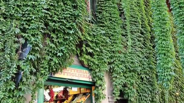 Antiguo Edificio Cubierto Hojas Verdes — Vídeos de Stock