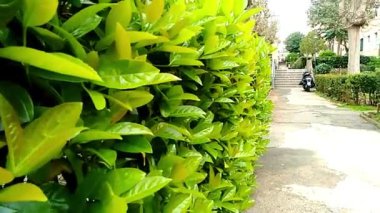 Doğal çalı ve bahçenin net videosu