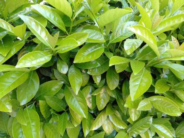 Yemyeşil yaprakların yakın plan fotoğrafını temizle