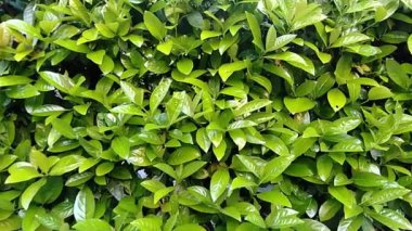 Yeşil Çalı Bahçesi 'nin HD Temiz Videosu