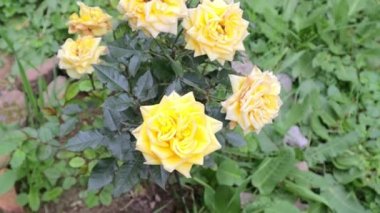 Yangın musluğunun HD Clear videosu