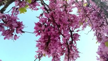 Asılı Pembe Bouganvilla bitkisi 