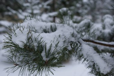 Ladin dalı karla kaplı.