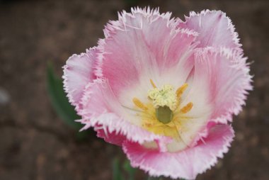 Lale yaprakları sırrı saklar.