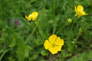 Sarı çiçekler sık çimenlerde