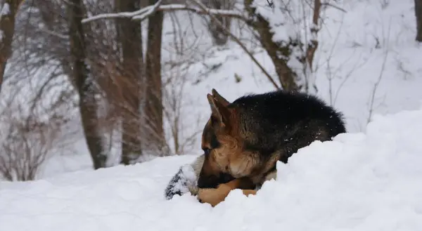 羊飼いの犬は雪の中で主人を待っています — ストック写真