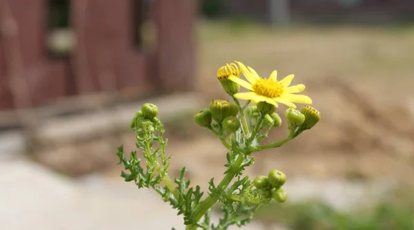 Yol Kenarında Açan Sarı Çiçek — Stok fotoğraf