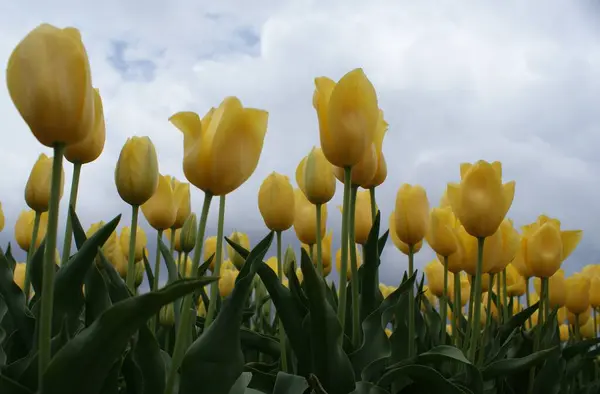 Yellow Tulips Spring Day — Stock Photo, Image