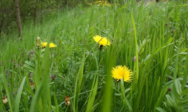 Les Pissenlits Cachent Dans Herbe Verte — Photo