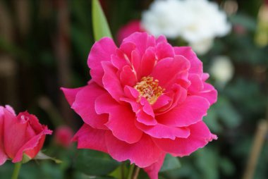 Pembe çiçekler parıldıyor