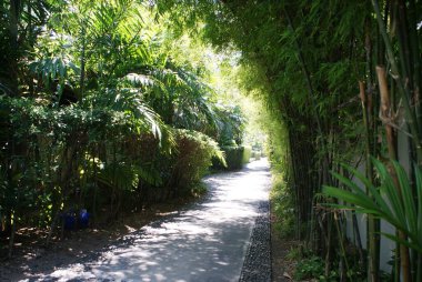 Tropikal bitkiler arasında yürüme yolu