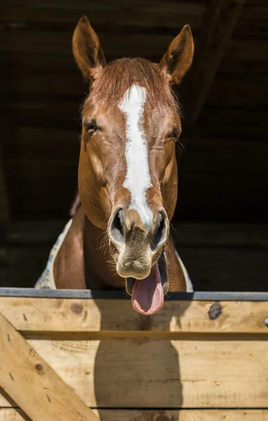 Caballo sobresaliendo de su lengua —  Fotos de Stock