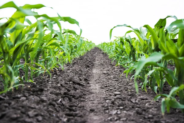 Corn field — Stock Photo, Image