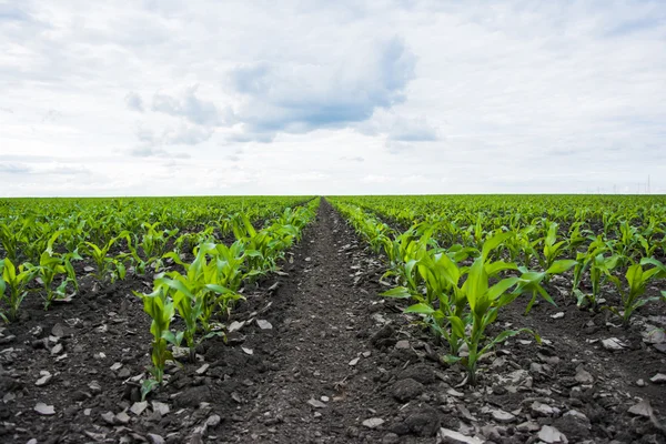 Green corn field — Stock Photo, Image