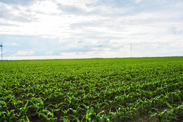 Corn field — Stock Photo, Image