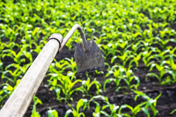 Hoe in corn field — Stock Photo, Image