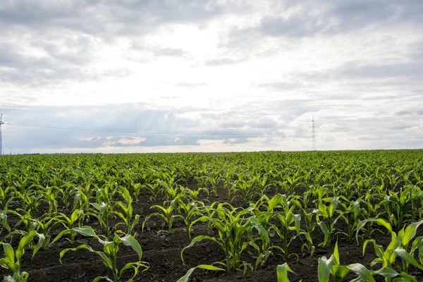 Young corn field — Stock Photo, Image