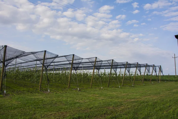 Äppelodling med skyddande nät — Stockfoto