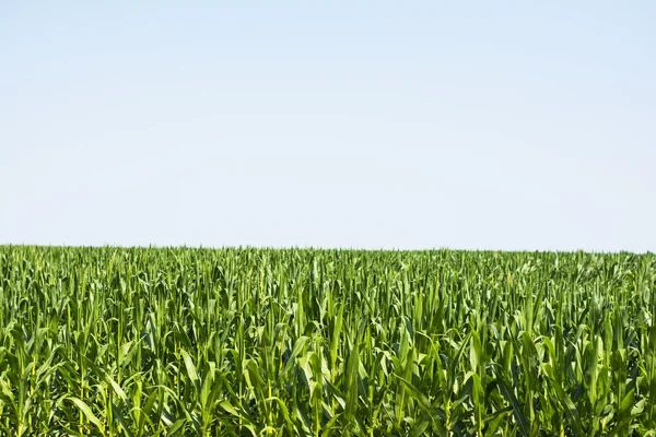 Corn field — Stock Photo, Image