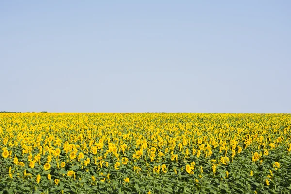 Girasoles — Foto de Stock