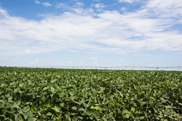 Soya field with irrigation system — Stock Photo, Image