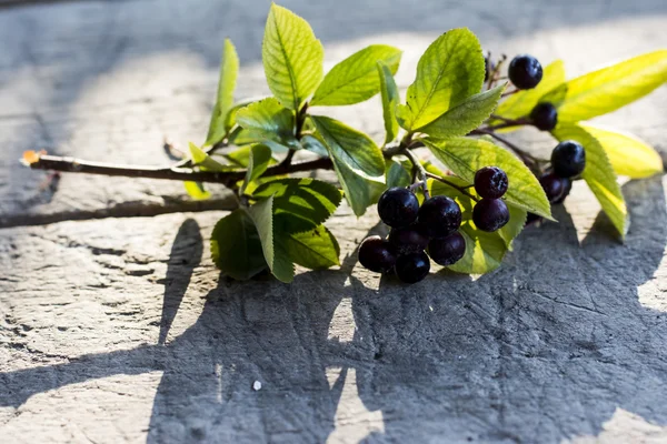 Aronia meyve chokeberry bilinen